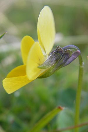Viola tricolor subsp. ammotropha \ Dnen-Stiefmtterchen / Seaside Pansy, Sand Pansy, IRL County Sligo, Mullaghmore 18.6.2012