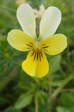 Viola tricolor subsp. ammotropha \ Dnen-Stiefmtterchen / Seaside Pansy, Sand Pansy, IRL County Sligo, Mullaghmore 18.6.2012