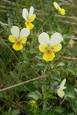 Viola tricolor subsp. ammotropha \ Dnen-Stiefmtterchen / Seaside Pansy, Sand Pansy, IRL County Sligo, Mullaghmore 18.6.2012