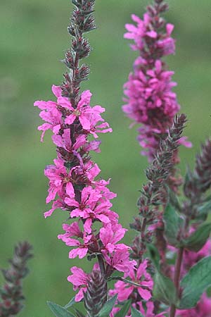 Lythrum salicaria \ Blut-Weiderich / Purple Loosestrife, IRL County Galway, Lough Corrib 9.8.2005