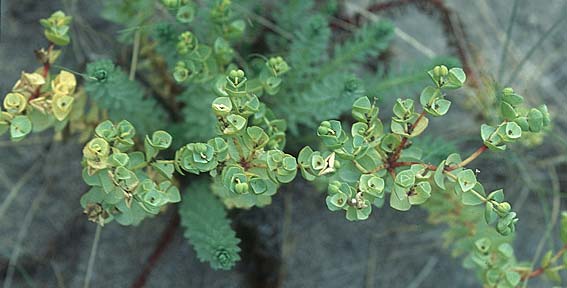 Euphorbia paralias \ K&uuml;sten-Wolfsmilch / Sea Spurge, IRL Burren, Fanore 11.8.2005
