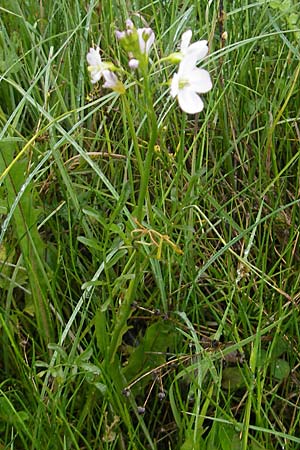 Cardamine pratensis agg. \ Wiesen-Schaumkraut / Cuckooflower, IRL Burren, Killinaboy 15.6.2012