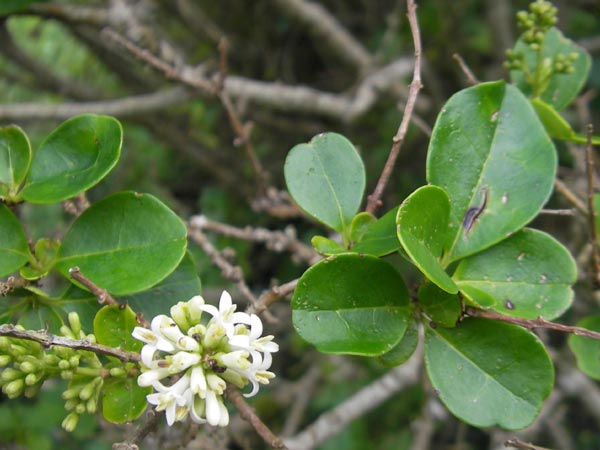 Ligustrum ovalifolium \ Ovalblttriger Liguster, Japanische Rainweide / California Privet, Oval-Leaved Privet, IRL County Kerry, Waterville 16.6.2012