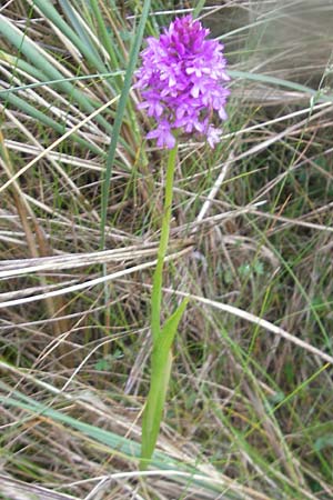 Anacamptis pyramidalis \ Pyramidenorchis, Hundswurz, IRL  Burren, Fanore 15.6.2012 