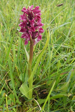 Dactylorhiza coccinea \ Dünen-Fingerwurz, IRL  County Sligo, Mullaghmore 18.6.2012 