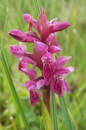 Dactylorhiza coccinea \ Dünen-Fingerwurz, IRL  County Sligo, Mullaghmore 18.6.2012 