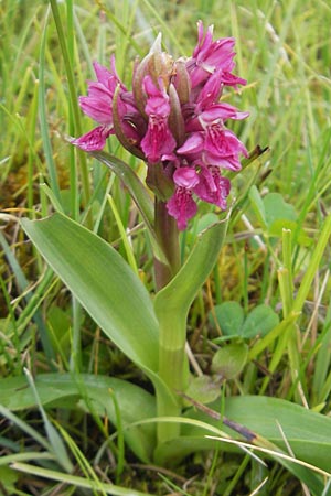 Dactylorhiza coccinea \ Dünen-Fingerwurz, IRL  County Sligo, Mullaghmore 18.6.2012 