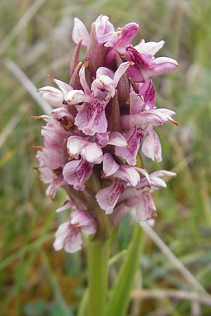 Dactylorhiza coccinea \ Dünen-Fingerwurz, IRL  County Sligo, Mullaghmore 18.6.2012 