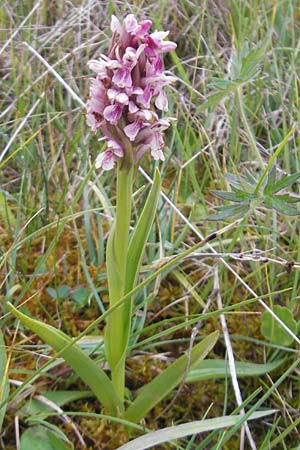 Dactylorhiza coccinea \ Dünen-Fingerwurz, IRL  County Sligo, Mullaghmore 18.6.2012 