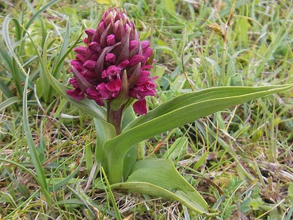 Dactylorhiza coccinea \ Dünen-Fingerwurz, IRL  County Sligo, Mullaghmore 18.6.2012 
