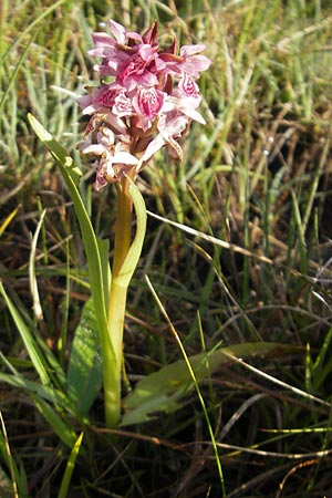Dactylorhiza coccinea \ Dünen-Fingerwurz, IRL  County Sligo, Lough Talt 19.6.2012 