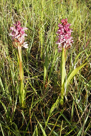 Dactylorhiza coccinea \ Dünen-Fingerwurz, IRL  County Sligo, Lough Talt 19.6.2012 