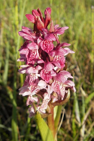 Dactylorhiza coccinea \ Dünen-Fingerwurz, IRL  County Sligo, Lough Talt 19.6.2012 