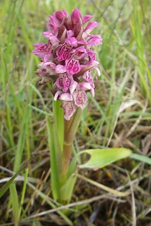 Dactylorhiza coccinea \ Dünen-Fingerwurz, IRL  County Sligo, Lough Talt 19.6.2012 