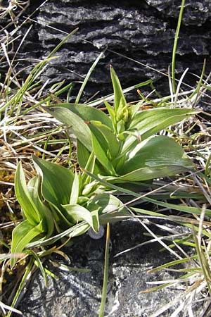 Epipactis atrorubens \ Braunrote Ständelwurz / Dark-red Helleborine, IRL  Burren, Fanore 15.6.2012 