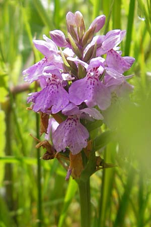 Dactylorhiza fuchsii x kerryensis, IRL   Burren, Lisdoonvarna 15.6.2012 