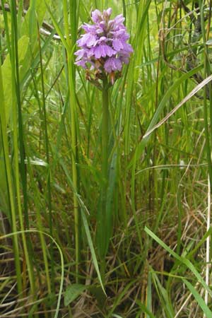 Dactylorhiza fuchsii x kerryensis, IRL   Burren, Lisdoonvarna 15.6.2012 