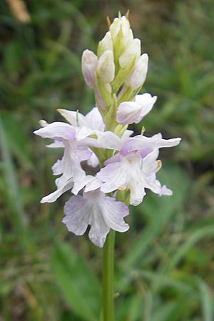 Dactylorhiza fuchsii x okellyi, IRL   Burren, Fanore 15.6.2012 