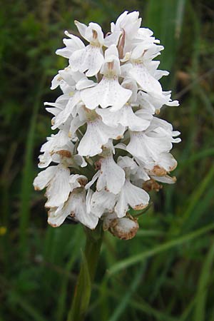 Dactylorhiza fuchsii x okellyi, IRL   Burren, Fanore 15.6.2012 