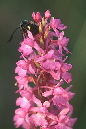 Gymnadenia conopsea + Widderchen Zygaena, IRL Burren 9.8.05