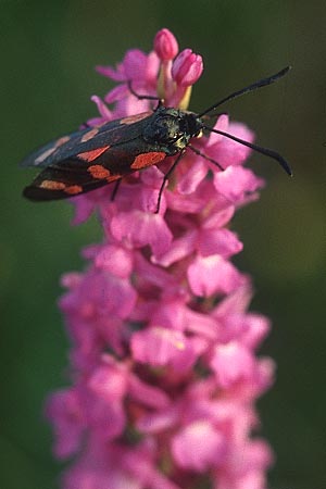 Gymnadenia conopsea + Widderchen Zygaena, IRL Burren 9.8.05