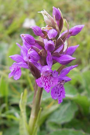 Dactylorhiza hebridensis x purpurella, IRL   Donegal Airport 18.6.2012 