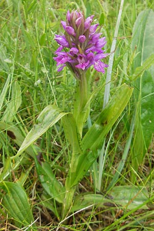 Dactylorhiza hebridensis x purpurella, IRL   Donegal Airport 18.6.2012 