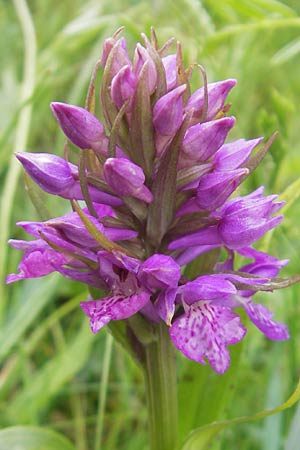 Dactylorhiza hebridensis x purpurella, IRL   Donegal Airport 18.6.2012 