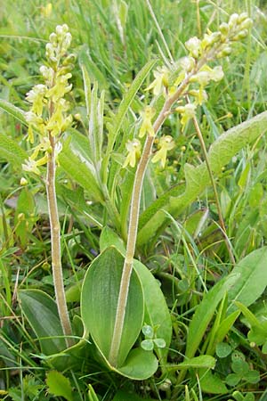 Listera ovata \ Großes Zweiblatt / Common Twayblade, IRL  Burren, Killinaboy 15.6.2012 