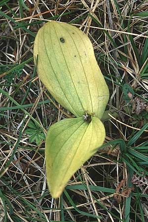 Listera ovata \ Großes Zweiblatt / Common Twayblade, IRL  Burren, Fanore 9.8.2005 