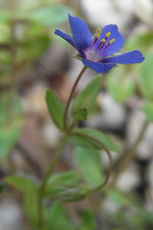 Lysimachia foemina \ Blauer Gauchheil / Blue Pimpernel, I San Benedetto del Tronco 6.6.2007