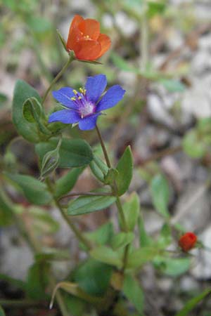Lysimachia foemina \ Blauer Gauchheil / Blue Pimpernel, I San Benedetto del Tronco 6.6.2007