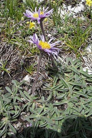 Aster alpinus \ Alpen-Aster / Alpine Aster, I Norcia 7.6.2007