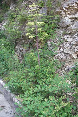 Peucedanum verticillare \ Riesen-Haarstrang, Quirliger Haarstrang / Giant Hog's Fennel, I Sant' Anna d'Alfaedo 26.6.2010