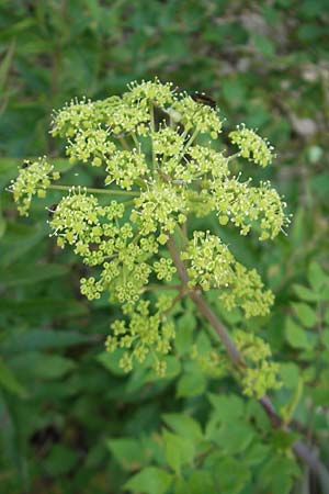Peucedanum verticillare \ Riesen-Haarstrang, Quirliger Haarstrang / Giant Hog's Fennel, I Sant' Anna d'Alfaedo 26.6.2010