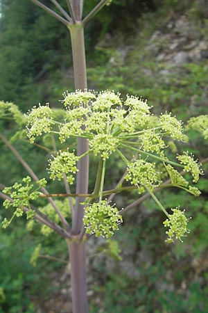 Peucedanum verticillare \ Riesen-Haarstrang, Quirliger Haarstrang / Giant Hog's Fennel, I Sant' Anna d'Alfaedo 26.6.2010