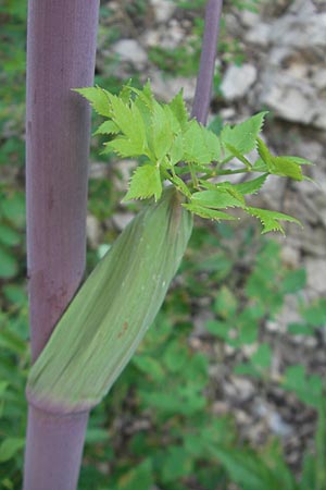 Peucedanum verticillare \ Riesen-Haarstrang, Quirliger Haarstrang / Giant Hog's Fennel, I Sant' Anna d'Alfaedo 26.6.2010