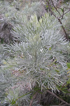 Artemisia alba \ Kampfer-Wermut, Cola-Strauch / Camphor Wormwood, I Liguria, Noli 25.5.2013