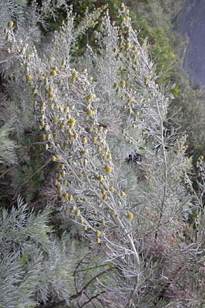 Artemisia alba \ Kampfer-Wermut, Cola-Strauch / Camphor Wormwood, I Liguria, Noli 25.5.2013