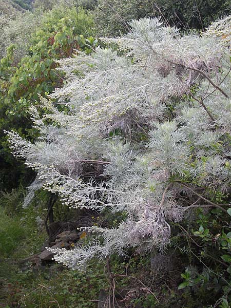 Artemisia alba \ Kampfer-Wermut, Cola-Strauch / Camphor Wormwood, I Liguria, Noli 25.5.2013