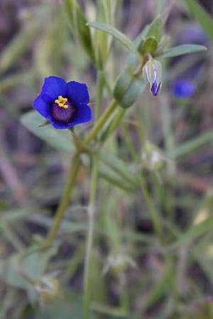 Lysimachia foemina \ Blauer Gauchheil / Blue Pimpernel, I Liguria, Pietrabruna 30.5.2013