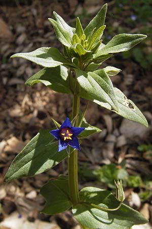 Lysimachia foemina \ Blauer Gauchheil / Blue Pimpernel, I Finale Ligure 31.5.2013