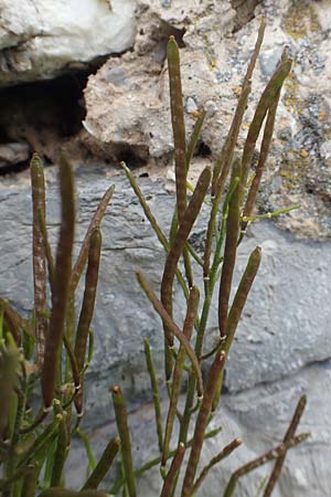 Arabis alpina subsp. alpina \ Alpen-Gnsekresse / Alpine Rock-Cress, I Alpi Bergamasche, Pizzo Arera 9.6.2017