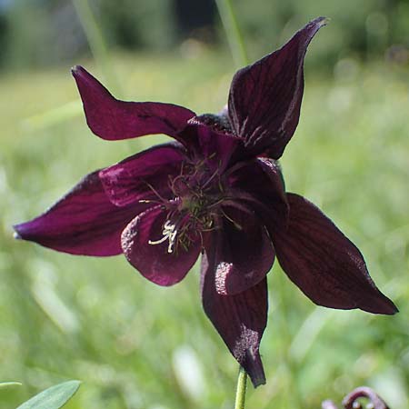 Aquilegia atrata \ Schwarzviolette Akelei / Dark Columbine, I Südtirol,  Plätzwiese 5.7.2022