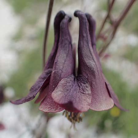 Aquilegia atrata \ Schwarzviolette Akelei / Dark Columbine, I Südtirol,  Plätzwiese 5.7.2022
