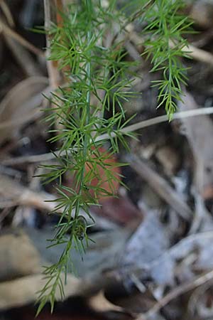 Asparagus acutifolius \ Strauchiger Spargel / Sharp-Leaved Asparagus, I Liguria, Moneglia 26.9.2023