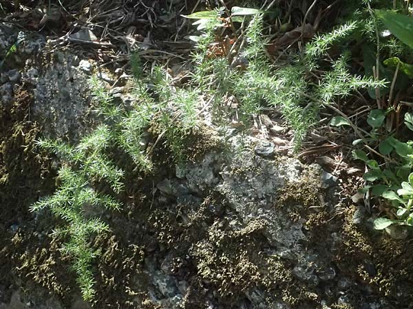 Asparagus acutifolius \ Strauchiger Spargel / Sharp-Leaved Asparagus, I Liguria, Moneglia 26.9.2023