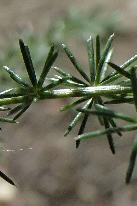 Asparagus acutifolius \ Strauchiger Spargel / Sharp-Leaved Asparagus, I Liguria, Moneglia 26.9.2023