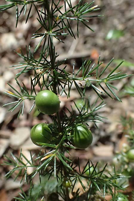 Asparagus acutifolius \ Strauchiger Spargel / Sharp-Leaved Asparagus, I Liguria, Moneglia 26.9.2023