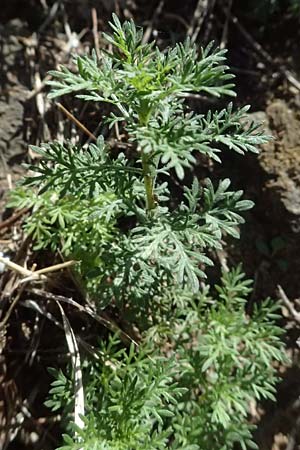 Artemisia alba \ Kampfer-Wermut, Cola-Strauch / Camphor Wormwood, I Liguria, Cinque Terre 28.9.2023